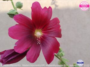 MadeinMycountry MadeinMycountryGR MadeinMycountyry EU Greece Cyprus Hellas Madein Greece and Cyprus EU Europe