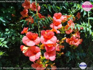 MadeinMycountry-MadeinMycountryGR-MadeinMycountyry-EU-Greece-Cyprus-Hellas-Madein-Greece-and-Cyprus-EU-Europe