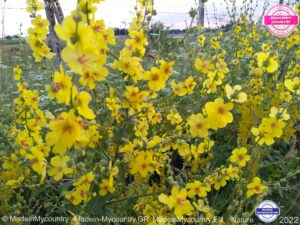 MadeinMycountry-MadeinMycountryGR-MadeinMycountyry-EU-Greece-Cyprus-Hellas-Madein-Greece-and-Cyprus-EU-Europe